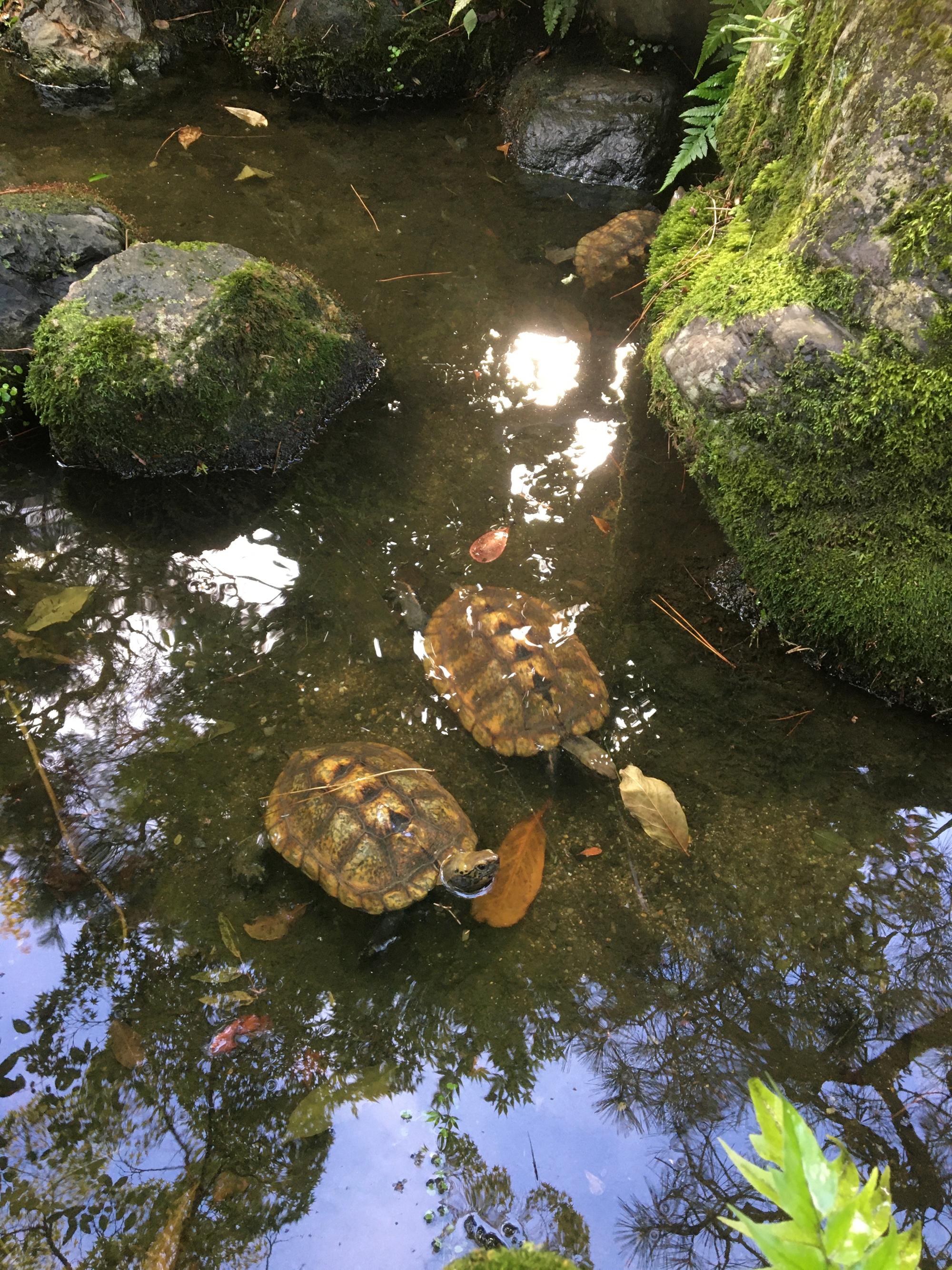 ⛩️ 진청전 신사(마스미다 진자) 이미지 7
